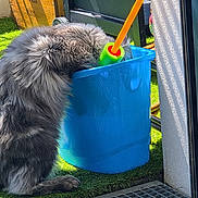 Chihiro a rejoint le concours — aidez-le/la à gagner de superbes lots ! cat, gray_cat, fluffy, blue_bucket, outdoor, grass, sunlight, toy, playful, animal, pet, curious, feline, container, colorful, daylight, texture, close_up, funny_pose, nature