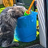 cat, gray_cat, fluffy, blue_bucket, outdoor, grass, sunlight, toy, playful, animal, pet, curious, feline, container, colorful, daylight, texture, close_up, funny_pose, nature