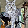 Chihiro participe au concours pour gagner de l'argent avec cette photo : cat, indoor, pet, furniture, window, plant, gray_cat, black_cat, fur, whiskers, perch, curious, relaxed, domestic, animal, home, sunlight, cozy, background, living_room