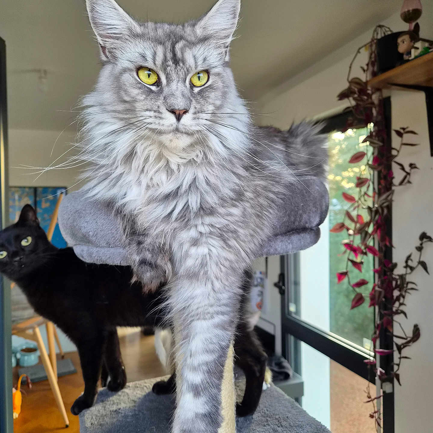 Chihiro participe au concours pour gagner de l'argent avec cette photo : cat, indoor, pet, furniture, window, plant, gray_cat, black_cat, fur, whiskers, perch, curious, relaxed, domestic, animal, home, sunlight, cozy, background, living_room