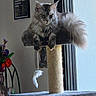 cat, fluffy_cat, scratching_post, feather_toy, indoor, window, flower, plant, poster, furniture, pet, relaxed, animal, domestic_cat, fur, paw, tail, resting, home, cozy