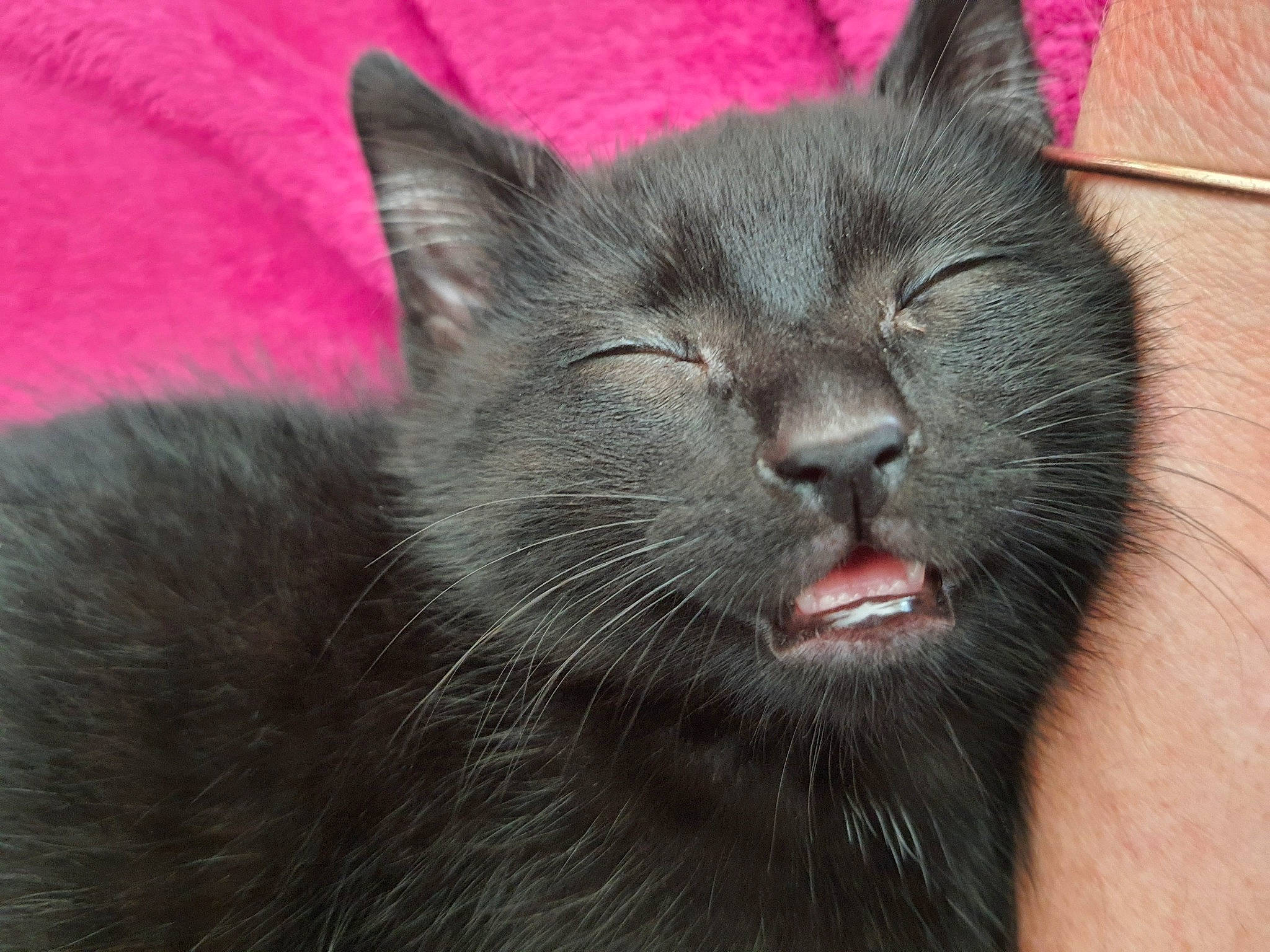 Kuro participe au concours pour gagner de l'argent avec cette photo : black_cat, bombay, carnivore, cat, chartreux, claw, comfort, domestic_short_haired_cat, felidae, fur, grey, korat, paw, small_to_medium_sized_cats, tail, terrestrial_animal, whiskers