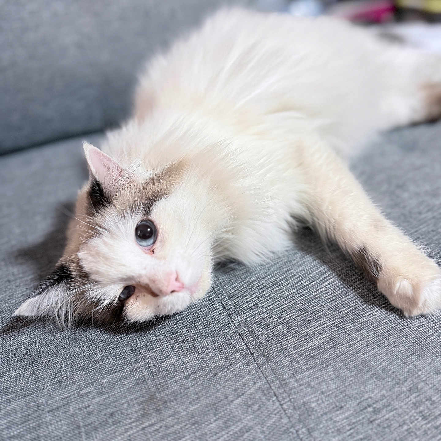 Kiti is registered to the contest to win money with this photo: animal, cat, closeup, cozy, cute, domestic_cat, ears, feline, fluffy, fur, gray_couch, indoor, laying_down, pet, pink_nose, relaxed, resting, soft, whiskers, white