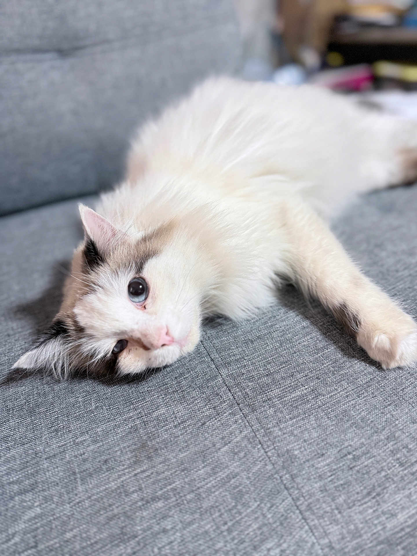 Kiti is registered to the contest to win money with this photo: cat, fluffy, white, gray_couch, pet, animal, relaxed, indoor, feline, laying_down, cute, soft, whiskers, ears, pink_nose, domestic_cat, fur, resting, closeup, cozy