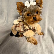 Aby participe au concours pour gagner de l'argent avec cette photo : adorable, animal, blanket, bow, coat, cute, dog, ears, face, fur, furry, indoor, looking_up, pet, plaid, portrait, puppy, small, soft, yorkshire_terrier