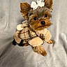 adorable, animal, blanket, bow, coat, cute, dog, ears, face, fur, furry, indoor, looking_up, pet, plaid, portrait, puppy, small, soft, yorkshire_terrier