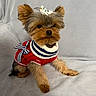 adorable, animal, blanket, bow, companion, cute, dog, fluffy, fur, indoor, pet, portrait, puppy, red_clothing, sitting, small_dog, soft_texture, striped, sweater, yorkshire_terrier