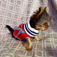 Aby a rejoint le concours — aidez-le/la à gagner de superbes lots ! dog, puppy, small_dog, pet, cute, sweater, red_sweater, bow, striped_bow, furry, fluffy, animal, indoor, blanket, soft_texture, patterned_blanket, side_view, tongue_out, sitting, cozy