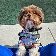 Gizmo is registered to the contest to win money with this photo: dog, puppy, fluffy, outdoor, playground, colorful_clothing, rainbow_pattern, paws, pet, collar, tag, sitting, cute, closeup, person, blue_pants, sunlight, sidewalk, background, happy