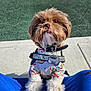 dog, puppy, fluffy, outdoor, playground, colorful_clothing, rainbow_pattern, paws, pet, collar, tag, sitting, cute, closeup, person, blue_pants, sunlight, sidewalk, background, happy