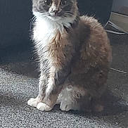 Miss Wilbur is registered to the contest to win money with this photo: cat, fluffy, sitting, carpet, indoor, pet, curious, feline, multi_colored, whiskers, ears, fur, animal, domestic, looking, quiet, calm, home, floor, shadow