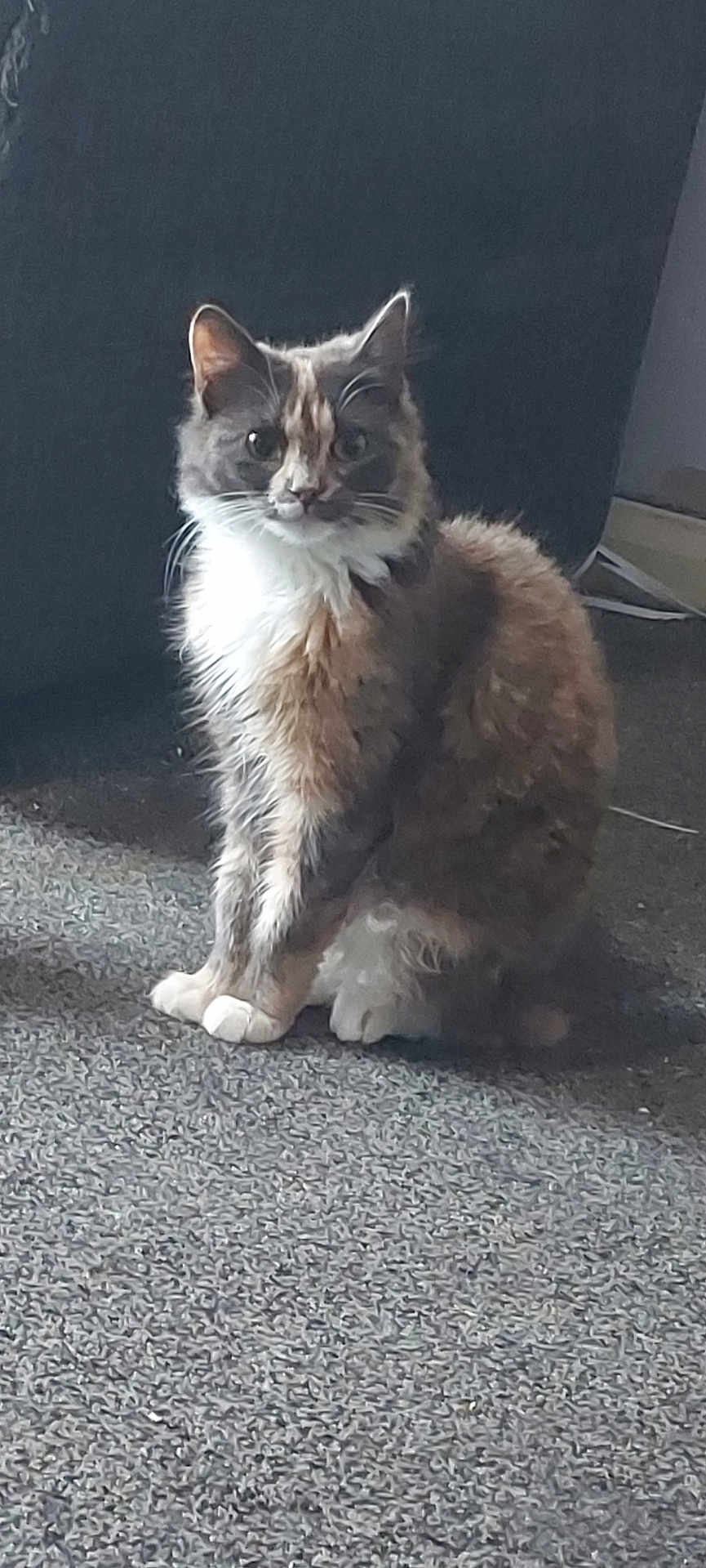 Miss Wilbur