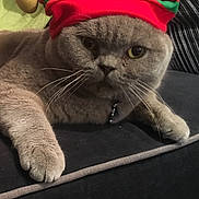 Smoky is registered to the contest to win money with this photo: british_shorthair, carnivoran, cat, cat_like_mammal, chartreux, kitten, mammal, small_to_medium_sized_cats, snout, vertebrate, whiskers