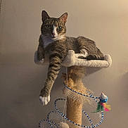 Winnie The Pooh is registered to the contest to win money with this photo: animal, cat, claws, cozy, cute, feathers, feline, fur, home, indoor, paw, pet, playful, relaxed, resting, scratching_post, spiral, tabby, toy, whiskers