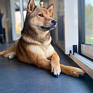 Ula participe au concours pour gagner de l'argent avec cette photo : dog, shiba_inu, pet, animal, indoor, window, floor, relaxed, crossed_paws, furry, brown_fur, looking_outside, natural_light, portrait, companion, domestic, calm, side_view, house, resting