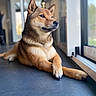 dog, shiba_inu, pet, animal, indoor, window, floor, relaxed, crossed_paws, furry, brown_fur, looking_outside, natural_light, portrait, companion, domestic, calm, side_view, house, resting