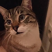 Minou a rejoint le concours — aidez-le/la à gagner de superbes lots ! blue_eyes, cat, close_up, curious, domestic_cat, ears, feline, fur, indoor, low_light, muzzle, nose, pet, portrait, sitting, soft_texture, striped_fur, tabby_cat, wall_socket, whiskers