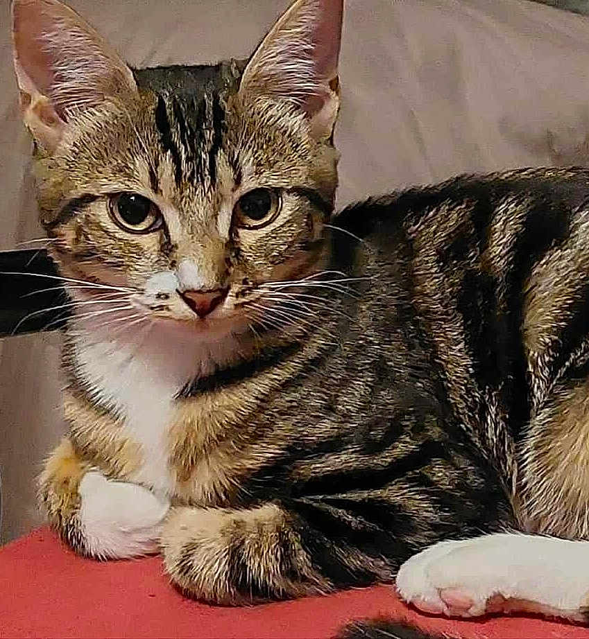 Shayn participe au concours pour gagner de l'argent avec cette photo : cat, tabby, pet, animal, feline, whiskers, ears, paws, fur, striped, close_up, indoor, resting, cute, portrait, looking, relaxed, domestic, mammal, pink_nose