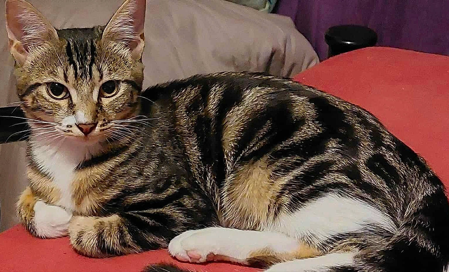 Shayn participe au concours pour gagner de l'argent avec cette photo : animal, cat, closeup, curious, cute, domestic, ears, feline, fur, indoor, looking, lying_down, mammal, paws, pet, relaxed, resting, striped, tabby, whiskers