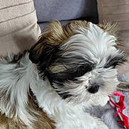 Appy participe au concours pour gagner de l'argent avec cette photo : animal, black_fur, brown_fur, companion, cozy, cushion, cute, dog, fluffy, fur, indoor, pet, puppy, red_ribbon, resting, sleepy, small_dog, soft_surface, toy, white_fur