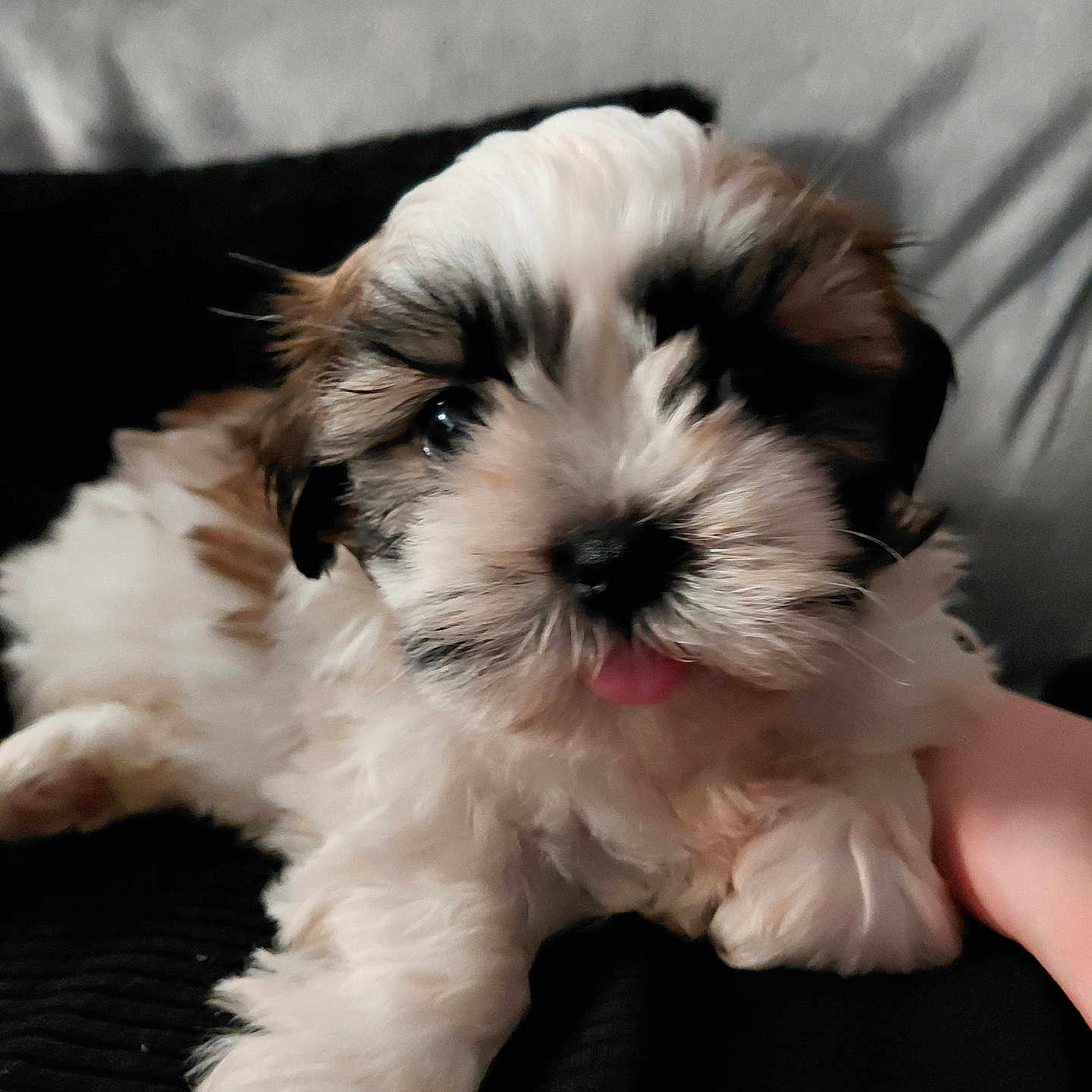 Appy participe au concours pour gagner de l'argent avec cette photo : adorable, animal, black_background, brown_fur, close_up, cozy, cute, dog, fluffy, friendly, fur, indoor, laying_down, pet, portrait, puppy, small_dog, tongue_out, white_fur, young_dog