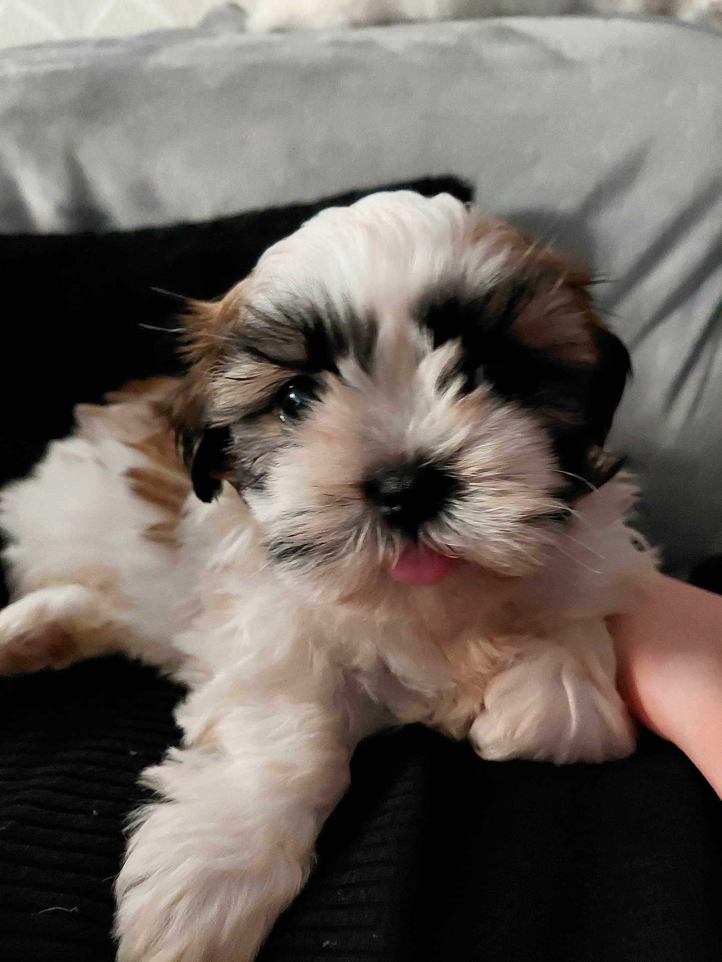 Appy participe au concours pour gagner de l'argent avec cette photo : puppy, dog, cute, fluffy, tongue_out, pet, animal, fur, close_up, adorable, laying_down, indoor, black_background, white_fur, brown_fur, small_dog, young_dog, cozy, portrait, friendly