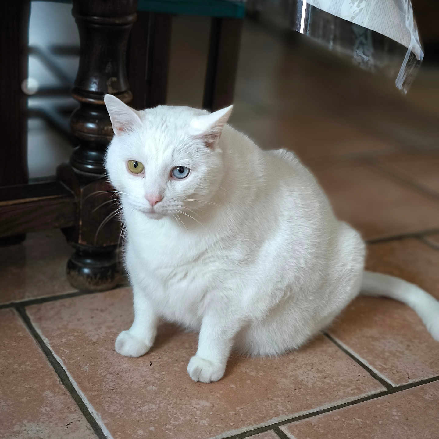 Flocon participe au concours pour gagner de l'argent avec cette photo : abyssinian, accessories, angora, animal, cat, flagstone, hardwood, kitten, lamp, lampshade, manx, path, pet, siamese, slate, strap, tablelamp, tile, walkway, wood