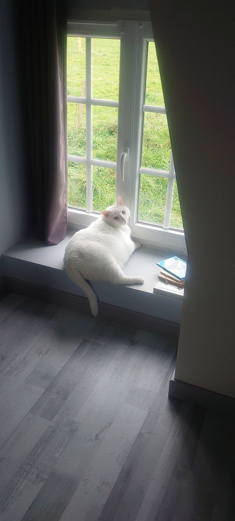 Flocon participe au concours pour gagner de l'argent avec cette photo : carnivore, cat, comfort, fawn, felidae, flooring, foot, grey, hardwood, interior_design, laminate_flooring, shade, small_to_medium_sized_cats, tail, tints_and_shades, whiskers, window, window_blind, window_treatment, wood