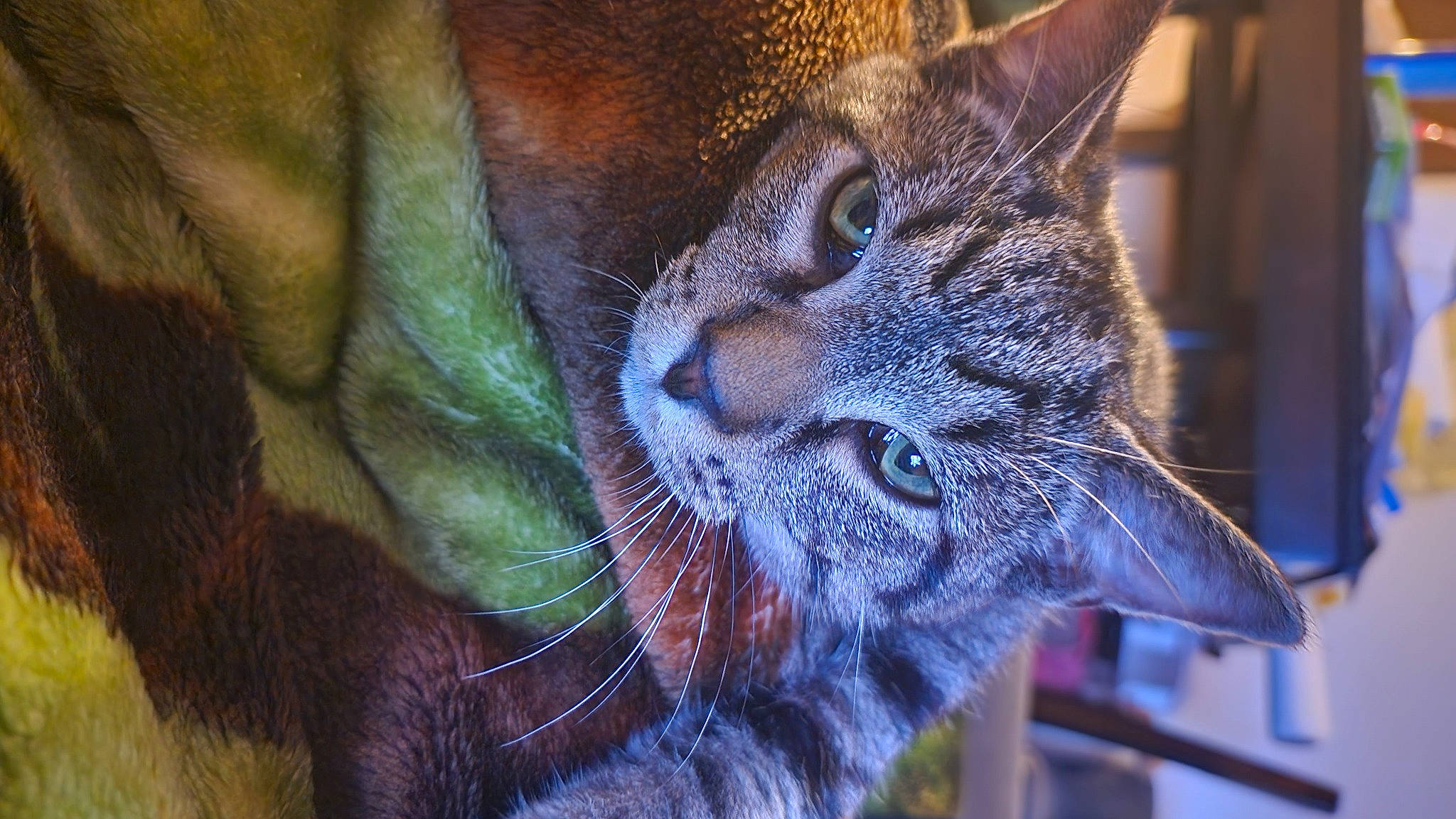 Bumblebee joined the competition — help win amazing prizes! bobcat, carnivore, cat, claw, close_up, domestic_short_haired_cat, ear, electric_blue, eye, fang, felidae, fur, head, paw, small_to_medium_sized_cats, snout, terrestrial_animal, whiskers, wildlife, window