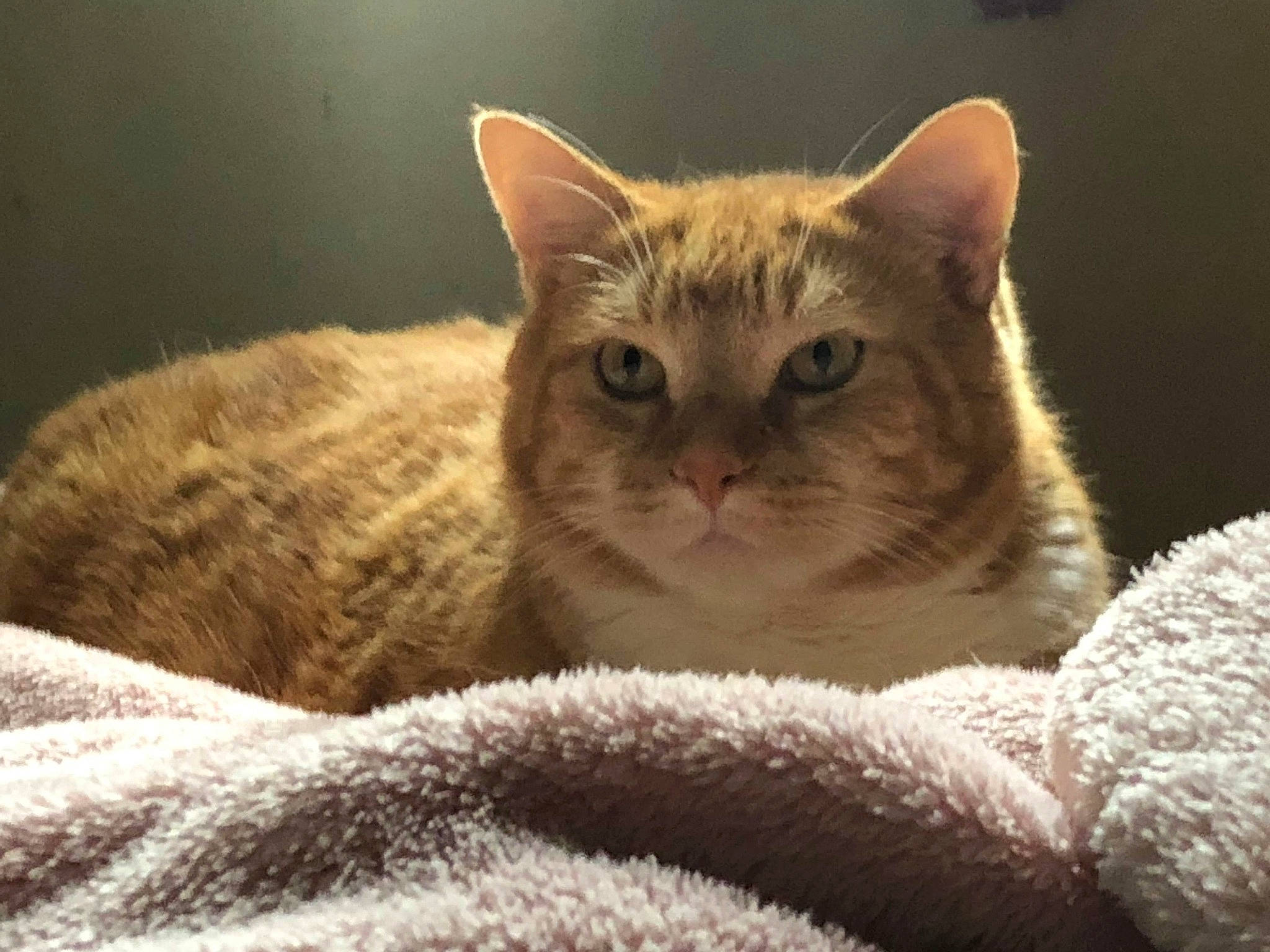 Carmel Puff-puff Brady