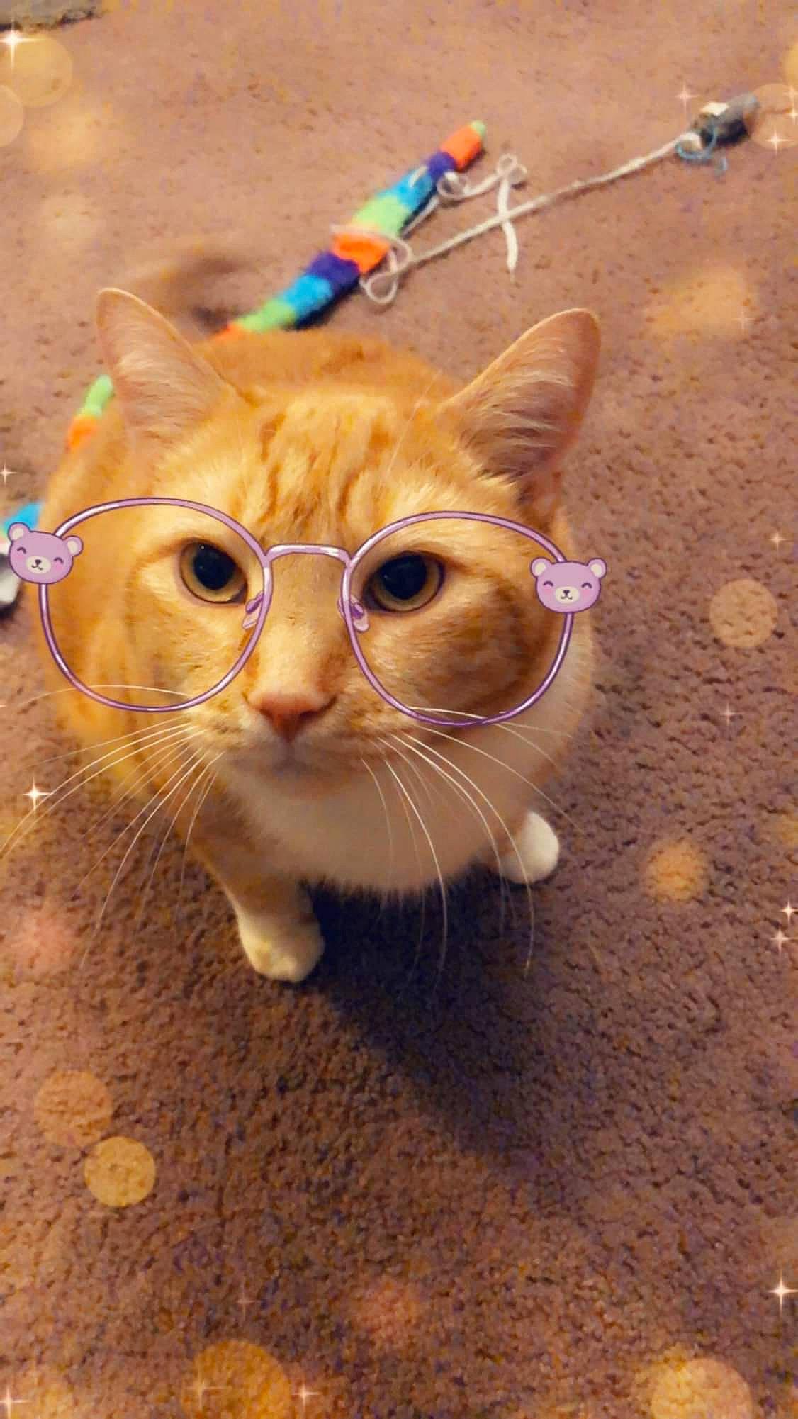 Carmel is registered to the contest to win money with this photo: aegean_cat, carnivore, cat, domestic_short_haired_cat, ear, european_shorthair, eye, fawn, felidae, fur, german_rex, kitten, munchkin, ojos_azules, photography, small_to_medium_sized_cats, snapshot, snout, tabby_cat, whiskers