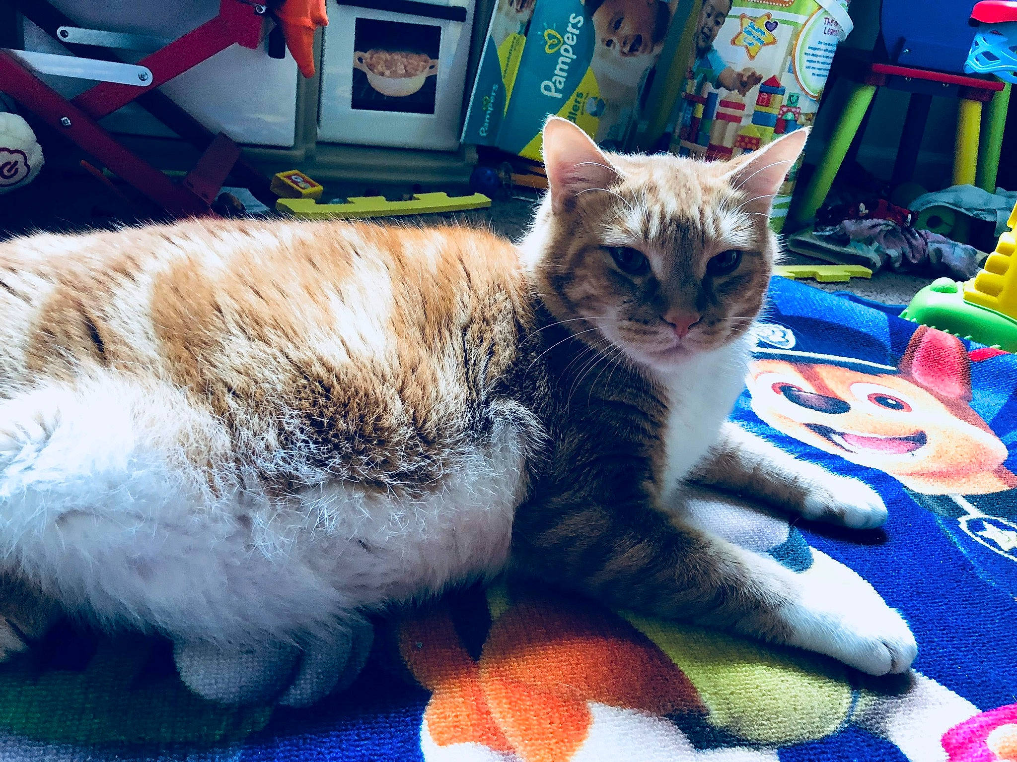 Carmel joined the competition — help win amazing prizes! asian, carnivore, cat, claw, domestic_short_haired_cat, european_shorthair, eye, felidae, fur, kitten, mammal, ojos_azules, paw, polydactyl_cat, small_to_medium_sized_cats, snapshot, tabby_cat, tail, thai, whiskers