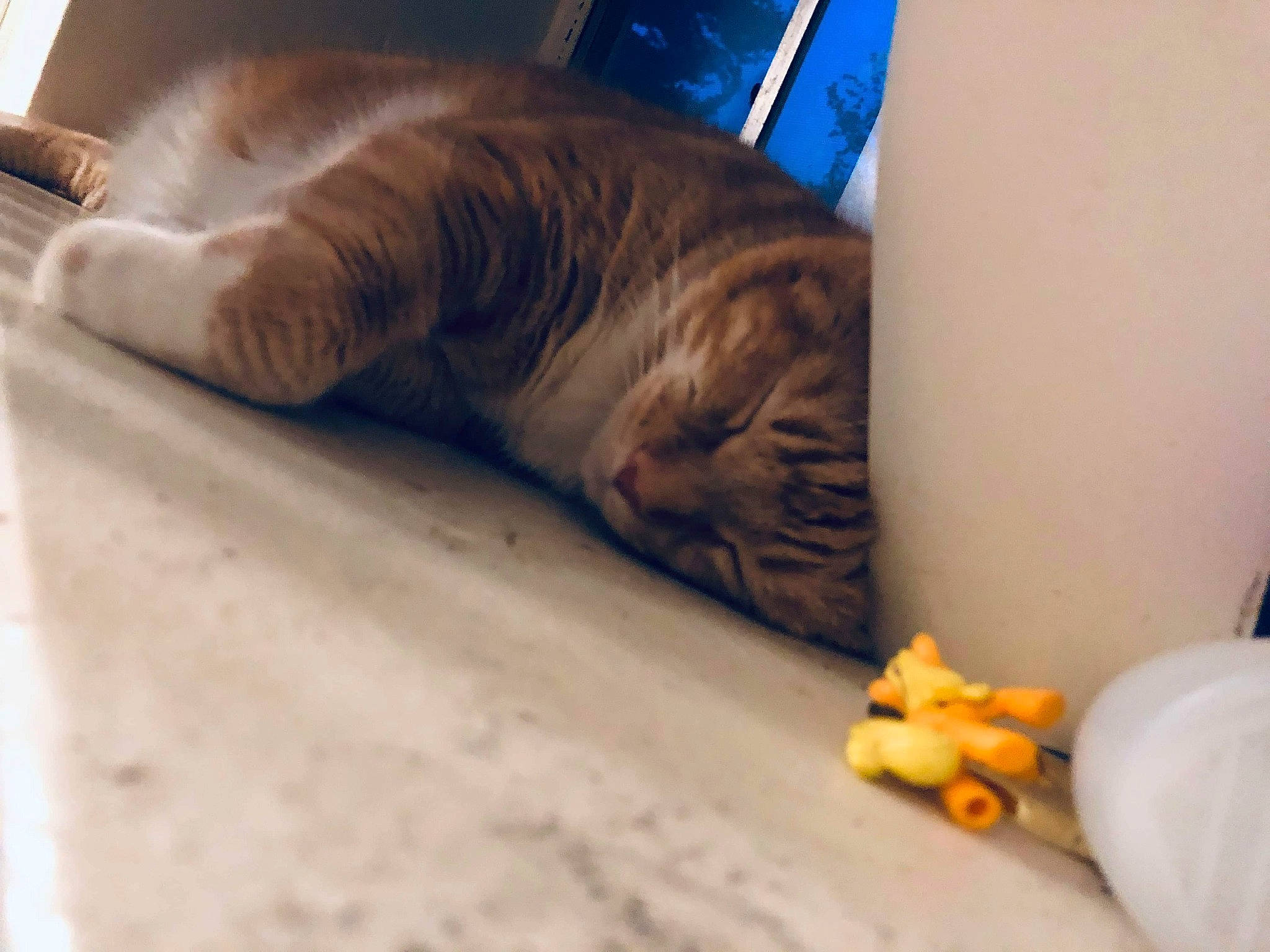 Carmel is registered to the contest to win money with this photo: carnivore, cat, fawn, felidae, mammal, nap, paw, sleep, small_to_medium_sized_cats, tabby_cat, whiskers