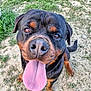 dog, rottweiler, tongue_out, happy, outdoor, grass, dirt, pet, canine, animal, mammal, closeup, playful, brown, black, ears, tail, paws, fur, friendly