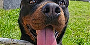 Thanos a rejoint le concours — aidez-le/la à gagner de superbes lots ! animal, backyard, canine, closeup, dog, fence, gate, grass, greenery, hand, happy, metal_gate, nature, outdoor, pet, playful, rottweiler, sunlight, tongue_out, trampoline
