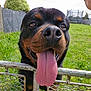 dog, rottweiler, tongue_out, gate, metal_gate, grass, backyard, trampoline, hand, greenery, sunlight, outdoor, happy, pet, animal, closeup, fence, playful, nature, canine