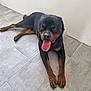 dog, rottweiler, lying_down, tongue_out, pet, tile_floor, indoor, canine, animal, mammal, black_and_tan, relaxed, panting, companion, domestic_animal, flooring, resting, cute, friendly, playful