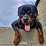 animal, black, brown, canine, closeup, cloudy, concrete_wall, dog, ears, happy, muzzle, outdoor, paws, pet, playful, portrait, rottweiler, sky, stone_building, tongue_out
