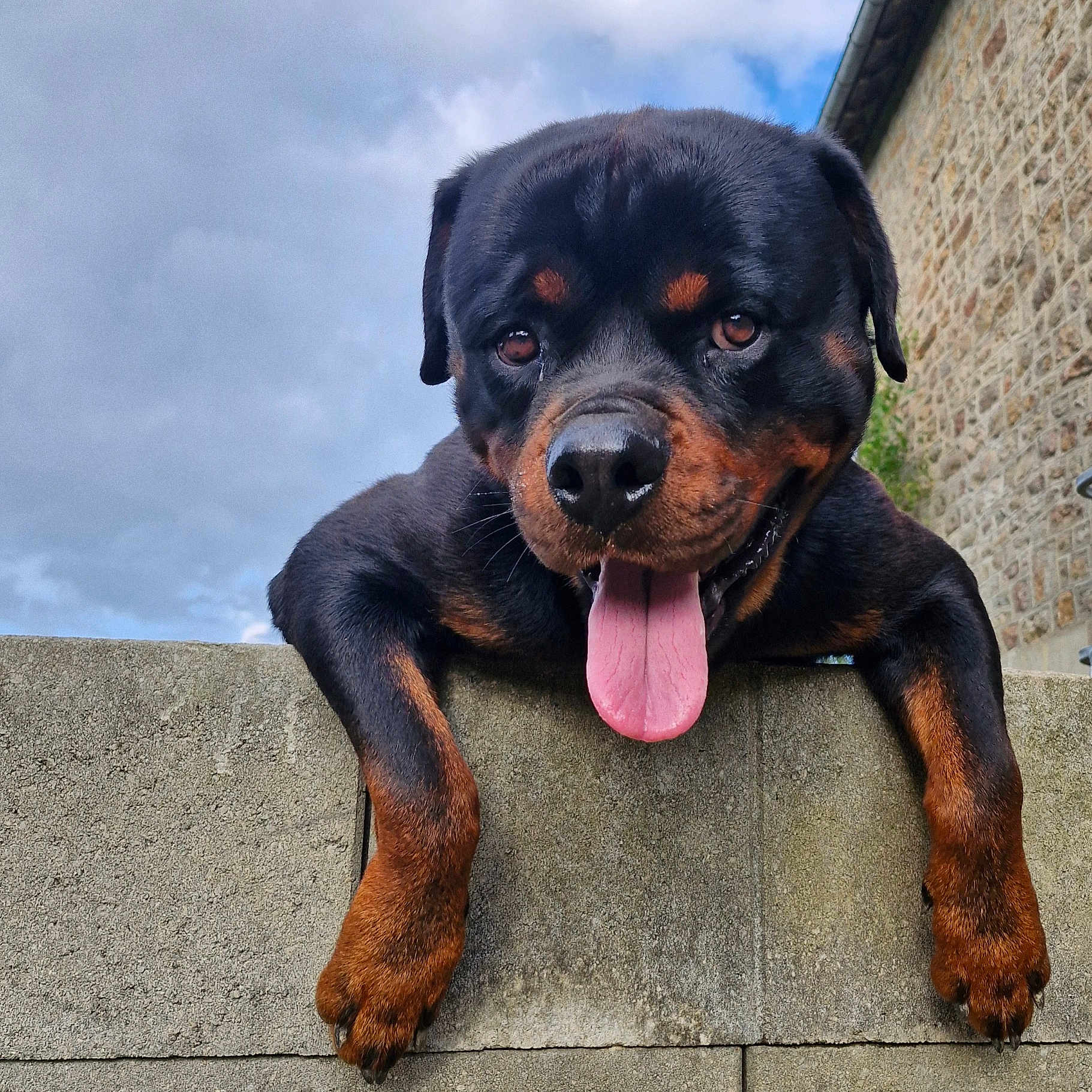 Thanos a rejoint le concours — aidez-le/la à gagner de superbes lots ! animal, black, brown, canine, closeup, cloudy, concrete_wall, dog, ears, happy, muzzle, outdoor, paws, pet, playful, portrait, rottweiler, sky, stone_building, tongue_out