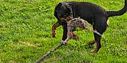 Thanos participe au concours pour gagner de l'argent avec cette photo : dog, rottweiler, toy, rope, grass, outdoor, pet, play, animal, greenery, tug, canine, active, summer, nature, fun, motion, field, exercise, companion