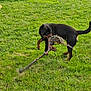 dog, rottweiler, toy, rope, grass, outdoor, pet, play, animal, greenery, tug, canine, active, summer, nature, fun, motion, field, exercise, companion