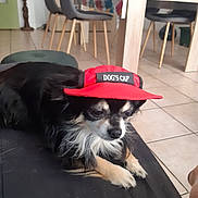 Moogly participe au concours pour gagner de l'argent avec cette photo : accessories, animal, bag, baseballcap, canine, cap, chair, clothing, couch, diningtable, dog, furniture, handbag, hat, person, pet, plywood, puppy, table, wood