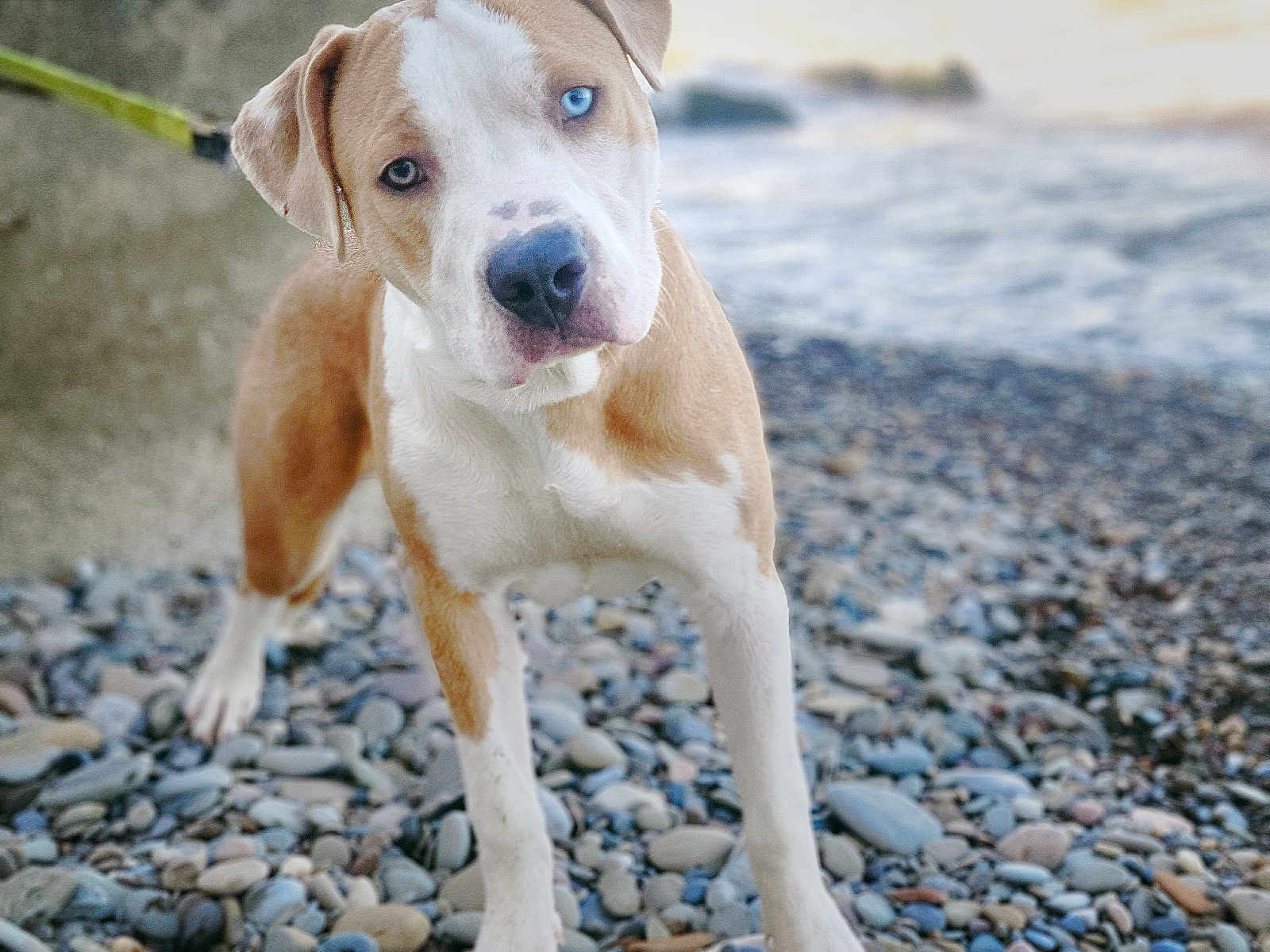 Duncan