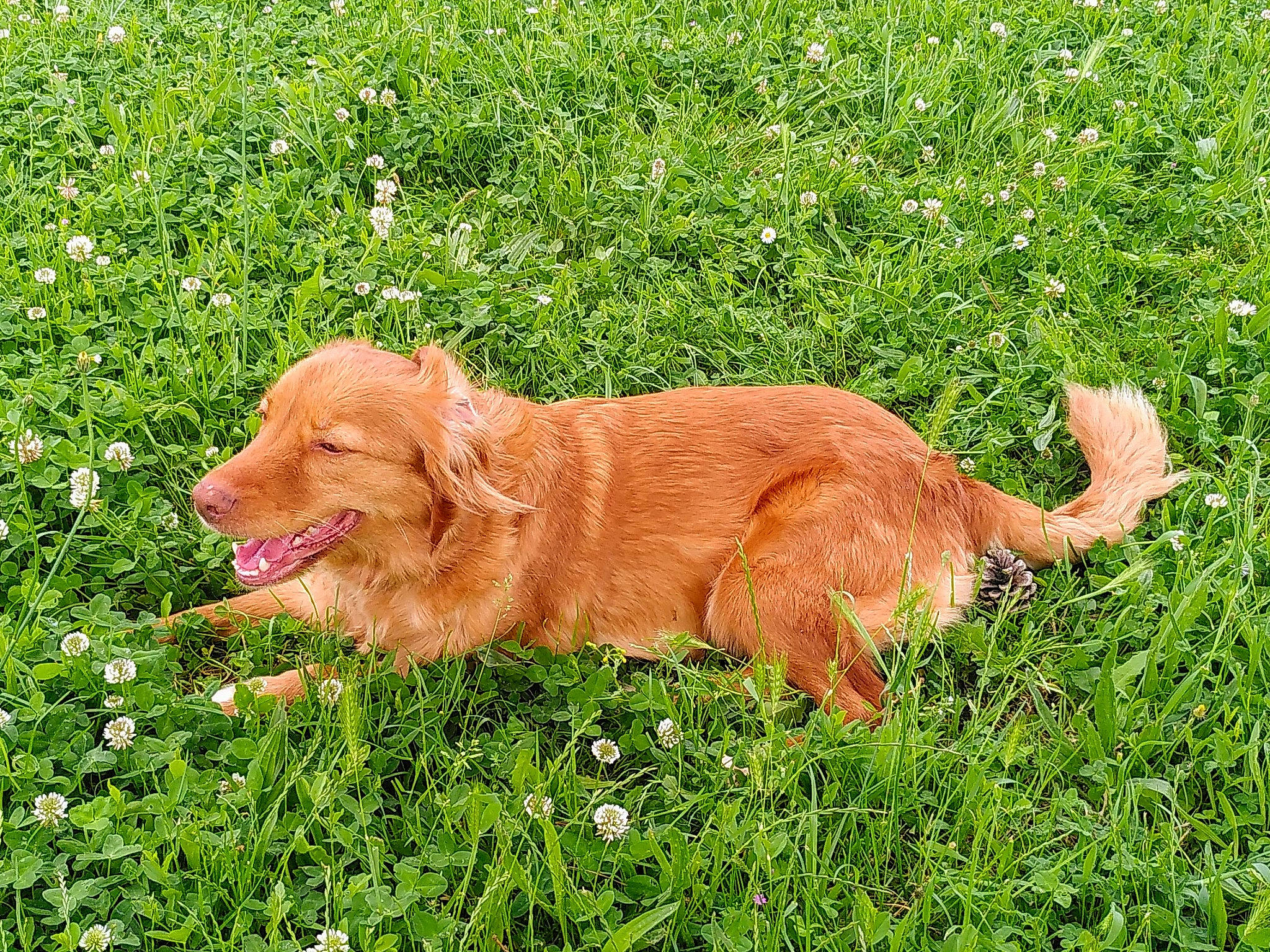 Laska a rejoint le concours — aidez-le/la à gagner de superbes lots ! canidae, carnivore, companion_dog, dog, dog_breed, fawn, flower, grass, grass_family, grassland, groundcover, gun_dog, hunting_dog, liver, people_in_nature, plant, retriever, sporting_group, tail, terrestrial_animal