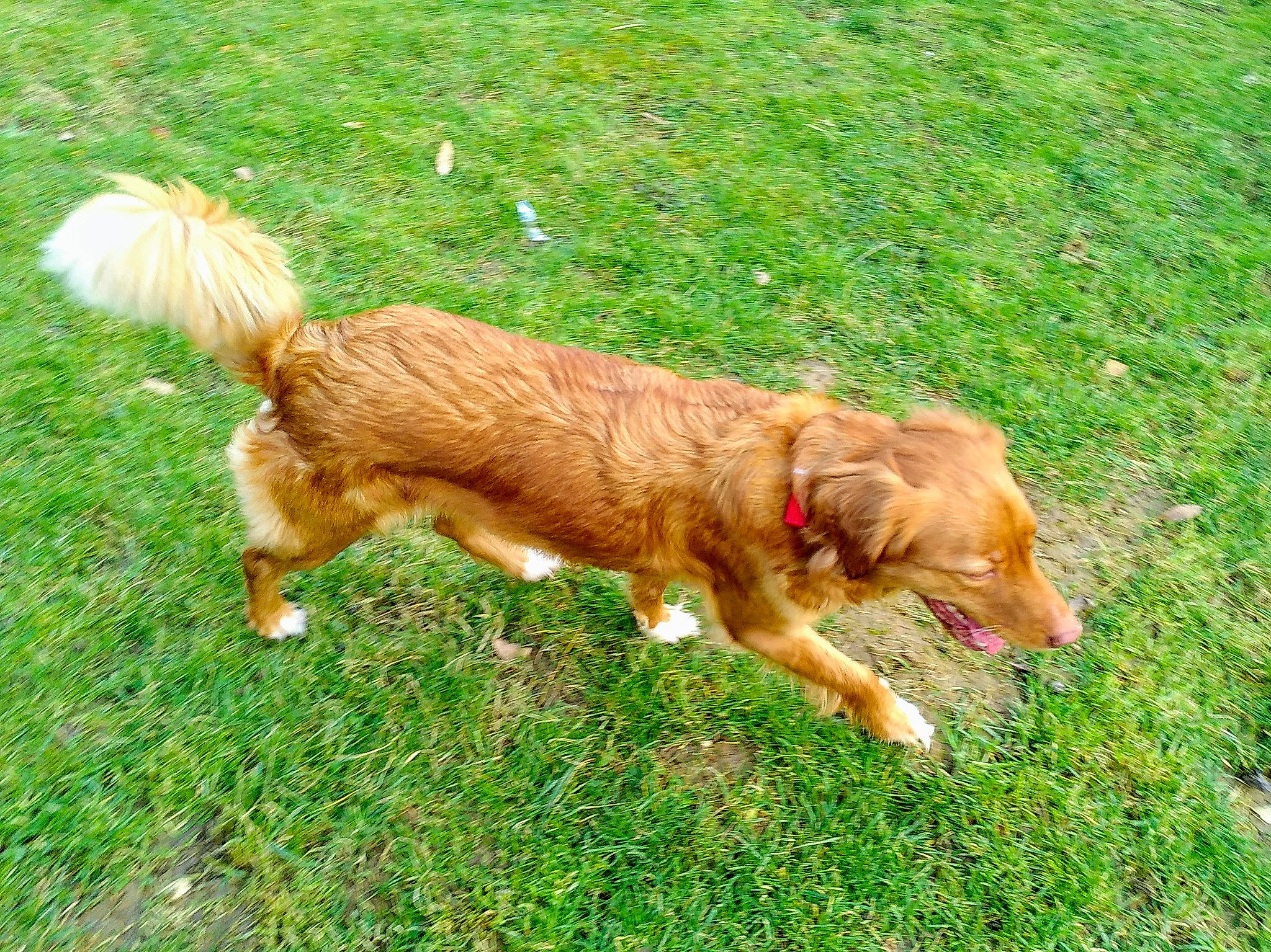 Laska a rejoint le concours — aidez-le/la à gagner de superbes lots ! canidae, carnivore, companion_dog, dog, dog_breed, durango_boot, fawn, fur, golden_retriever, grass, groundcover, gun_dog, lawn, liver, plant, retriever, sporting_group, tail, water_dog, working_animal