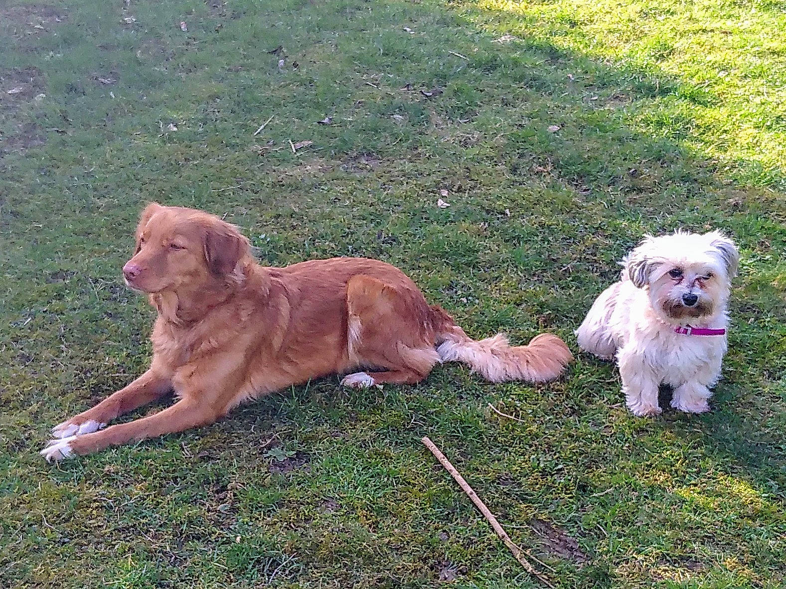 Laska a rejoint le concours — aidez-le/la à gagner de superbes lots ! canidae, carnivore, collar, companion_dog, dog, dog_breed, dog_collar, dog_supply, fawn, garden_hose, grass, liver, small_terrier, sporting_group, tail, terrestrial_animal, terrier, toy_dog, water_dog, working_animal