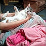 cat, person, arms, blanket, chair, carpet, indoor, relaxed, pet, feline, fur, comfort, resting, home, cozy, wood_paneling, pink, brown, casual, seated
