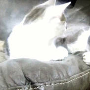 Hammy is registered to the contest to win money with this photo: cat, cats, feline, pet, animal, couch, furniture, indoor, resting, sleeping, gray_cat, white_cat, blur, overexposure, cozy, relaxing, armrest, domestic_animal, two_cats, home