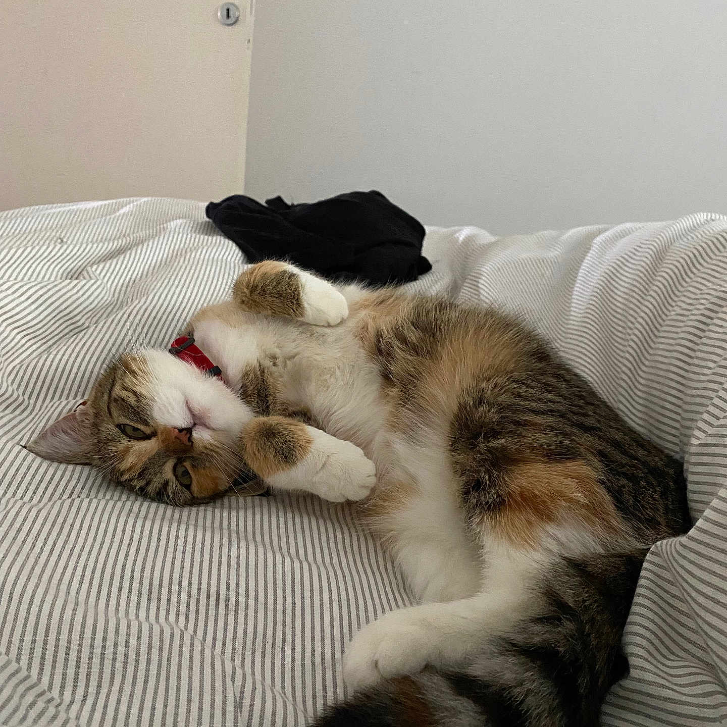 Tabata a rejoint le concours — aidez-le/la à gagner de superbes lots ! animal, bed, cat, collar, cozy, cute, domestic_animal, feline, fur, house, indoor, paws, pet, relaxed, resting, sleepy, striped_bedspread, tabby_cat, tail, whiskers