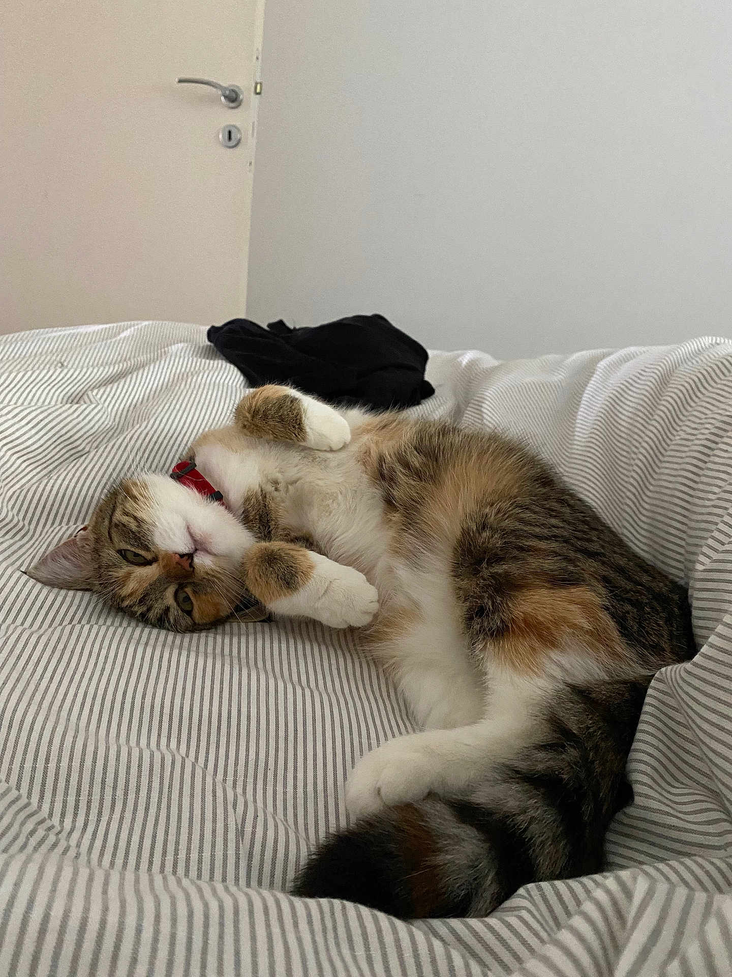 Tabata a rejoint le concours — aidez-le/la à gagner de superbes lots ! animal, bed, cat, collar, cozy, cute, domestic_animal, feline, fur, house, indoor, paws, pet, relaxed, resting, sleepy, striped_bedspread, tabby_cat, tail, whiskers